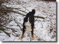 Berner Sennenhund