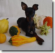 PRAGUE RATTER