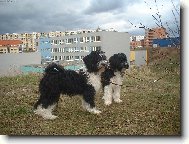 Tibetan Terrier