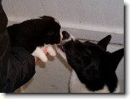 Karelian bear dog \(Dog standard\)
