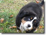 Berner Sennenhund