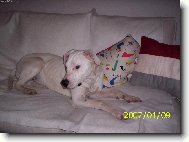 Dogo Argentino