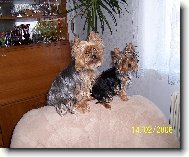 Jorkrsk terier, Yorkshire Terrier,