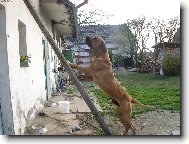 Fila Brasileiro