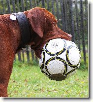 Rövidszörü Magyar Vizsla, Hungarian Short-haired Pointing Dog