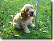 American Cocker Spaniel