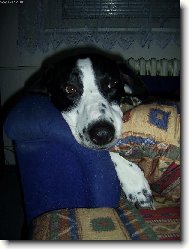 English Pointer