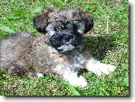 Pekingese, Pekinese, Peking Palasthound