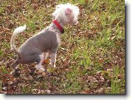 Chinese Crested Dog