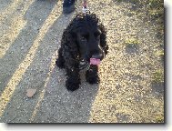 English Cocker Spaniel