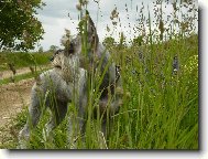 Zwergschnauzer, Miniature Schnauzer