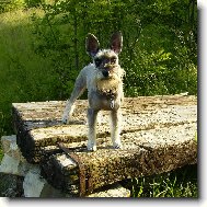 Zwergschnauzer, Miniature Schnauzer