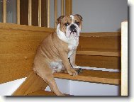 English Bulldog