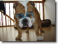 English Bulldog