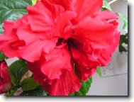 Hibiscus rosa-sinensis