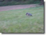 Border Terrier