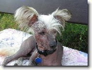 Chinese Crested Dog