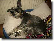 Zwergschnauzer, Miniature Schnauzer