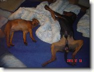 German Pinscher