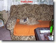 Pekingese, Pekinese, Peking Palasthound
