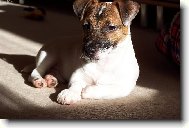 Jack Russell Terrier