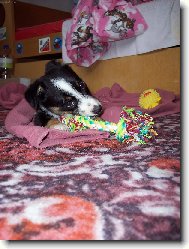 Chinese Crested Dog