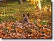 Dutch shepherd dog \\\\\(Dog standard\\\\\)