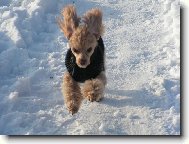 Chinese Crested Dog