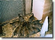 Chien de Berger Belge - Malinois