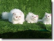 Persian cat