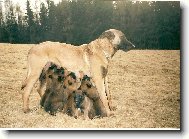 Chien de Berger Belge - Malinois