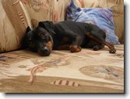 PRAGUE RATTER