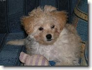 Tibetan Terrier