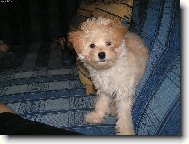 Tibetan Terrier