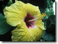 Hibiscus rosa-sinensis