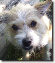 Chinese Crested Dog