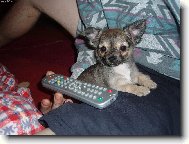 Chihuahua