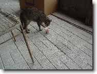 Chinese Crested Dog