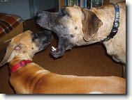 Deutsche Dogge