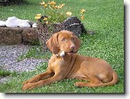 Rövidszörü Magyar Vizsla, Hungarian Short-haired Pointing Dog