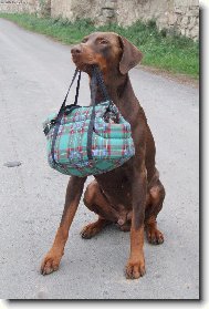 Dobermann, Doberman