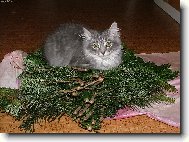 Siberian Cat