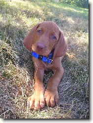 Rövidszörü Magyar Vizsla, Hungarian Short-haired Pointing Dog