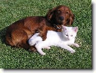 Turkish Angora