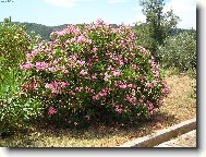 Nerium oleander