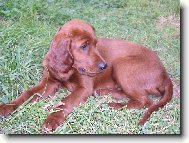 Irish Red Setter