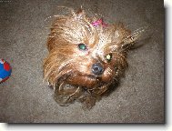 Chinese Crested Dog