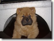 Chow Chow