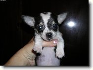 Chihuahua