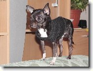 Chihuahua